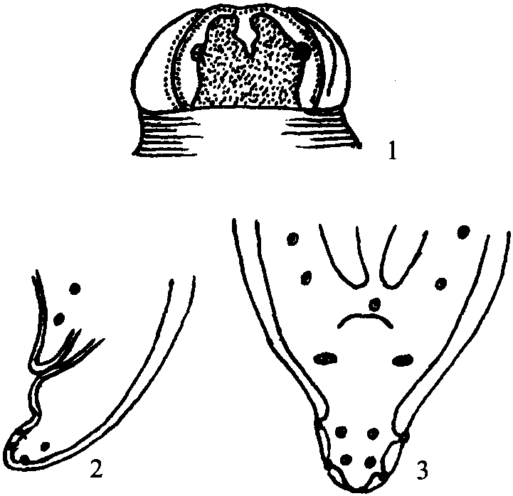 沼狸蛔虫